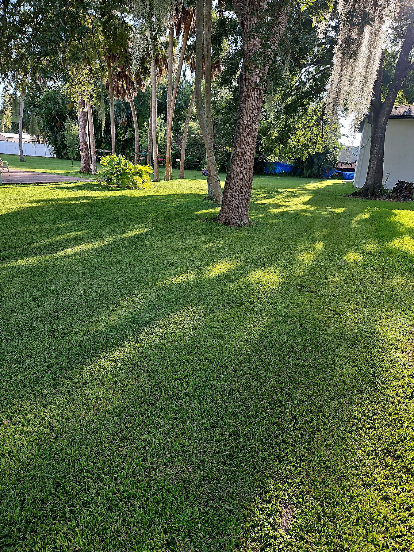 Green maintained lawn beneath mature trees